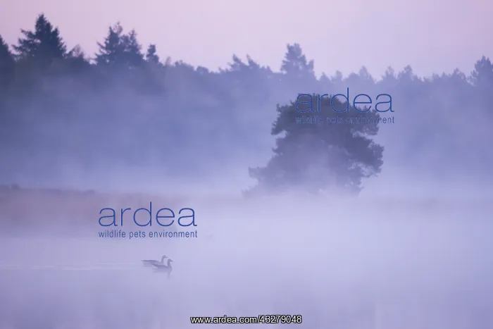 : Greylag Goose (Anser anser) in morning fog, The : Greylag Goose (Anser anser) in morning fog, The