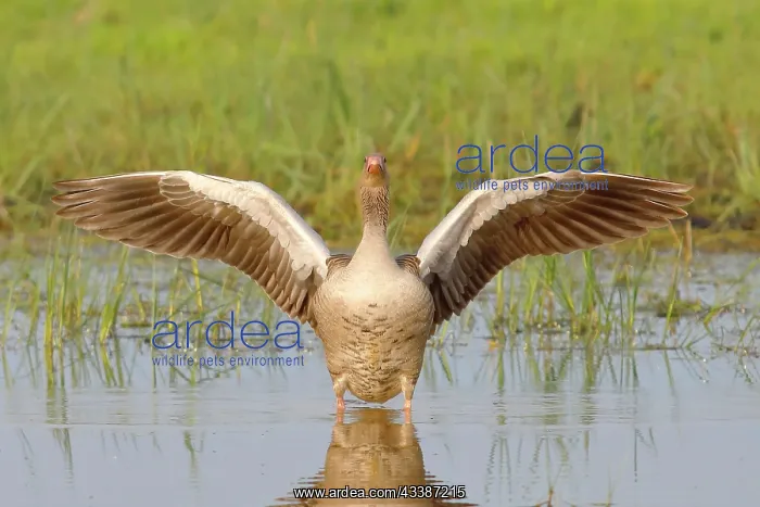 : Greylag Goose (Anser anser) with outstretched wings : Greylag Goose (Anser anser) with outstretched wings