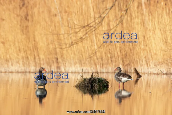 : Greylag goose (Anser anser) on a pond in the morning : Greylag goose (Anser anser) on a pond in the morning