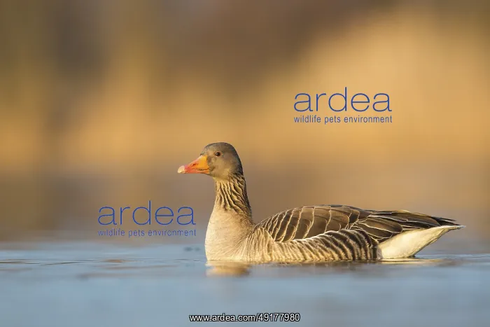 : Greylag Goose (Anser anser), Rhineland-Palatinate : Greylag Goose (Anser anser), Rhineland-Palatinate