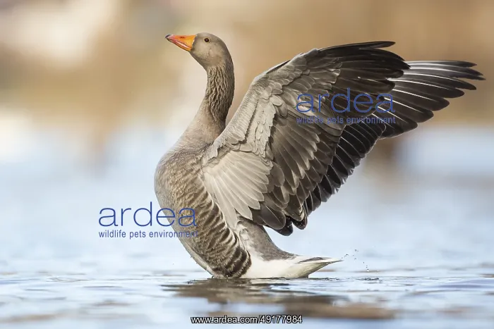 : Greylag Goose (Anser anser), Rhineland-Palatinate : Greylag Goose (Anser anser), Rhineland-Palatinate