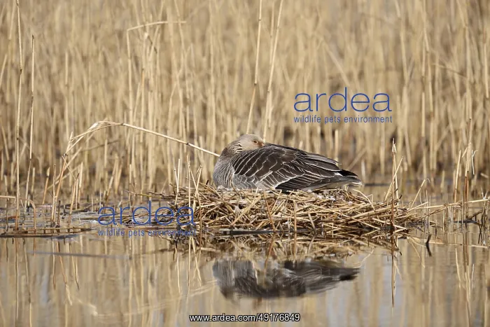 : Greylag goose (Anser anser) sitting brooding on the nest : Greylag goose (Anser anser) sitting brooding on the nest
