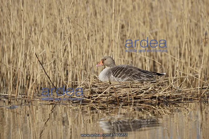: Greylag goose (Anser anser) sitting brooding on the nest : Greylag goose (Anser anser) sitting brooding on the nest