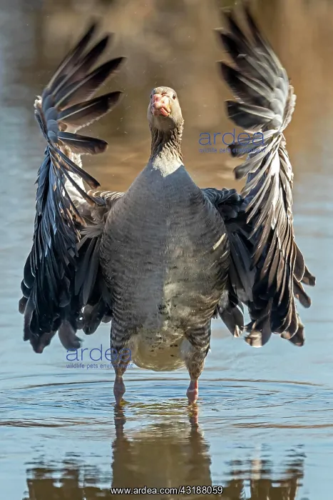 : Greylag goose (Anser anser) spreads the wings, Germany : Greylag goose (Anser anser) spreads the wings, Germany