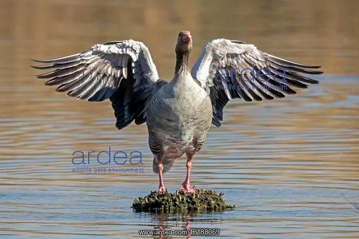 : Greylag goose (Anser anser) spreads the wings, Germany : Greylag goose (Anser anser) spreads the wings, Germany