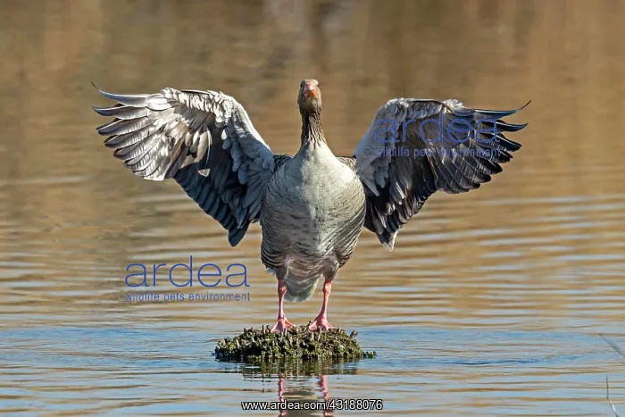 : Greylag goose (Anser anser) spreads the wings, Germany : Greylag goose (Anser anser) spreads the wings, Germany