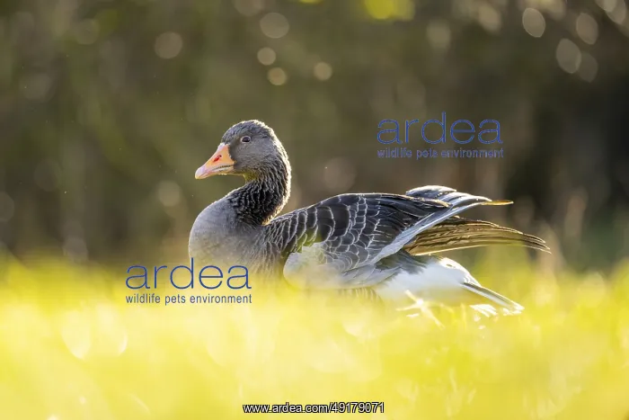 : Greylag goose (Anser anser) standing on a meadow in spring : Greylag goose (Anser anser) standing on a meadow in spring