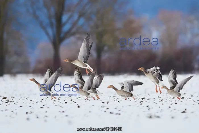 : Greylag goose (Anser anser), starting, Bavaria : Greylag goose (Anser anser), starting, Bavaria