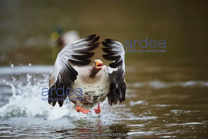 : Greylag goose (Anser anser) starting to fly in winter : Greylag goose (Anser anser) starting to fly in winter