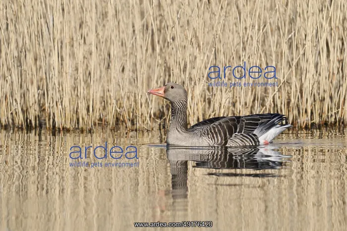 : Greylag goose (Anser anser), swimming : Greylag goose (Anser anser), swimming