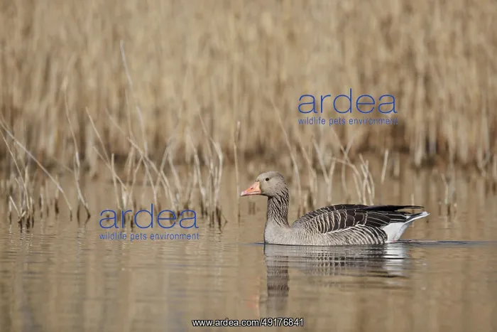 : Greylag goose (Anser anser), swimming : Greylag goose (Anser anser), swimming