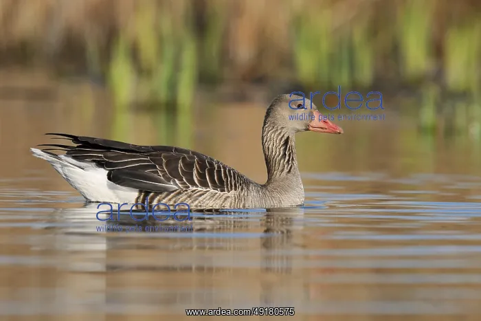 : Greylag goose (Anser anser) swimming : Greylag goose (Anser anser) swimming