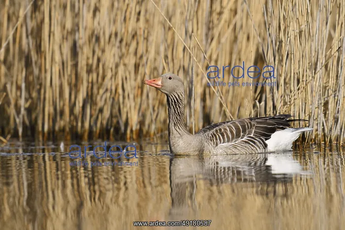 : Greylag goose (Anser anser) swimming : Greylag goose (Anser anser) swimming
