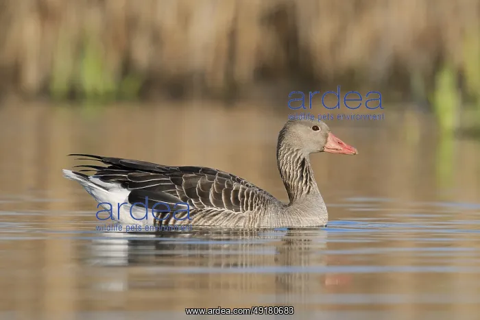 : Greylag goose (Anser anser) swimming : Greylag goose (Anser anser) swimming