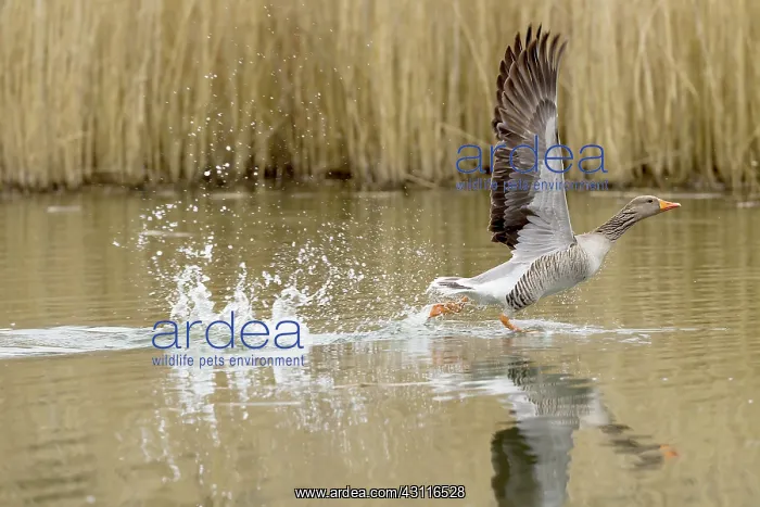 : Greylag Goose (Anser anser) taking off from water : Greylag Goose (Anser anser) taking off from water