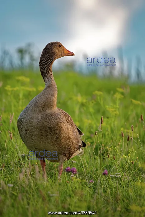: Greylag goose (Anser anser) with twisted neck, in : Greylag goose (Anser anser) with twisted neck, in