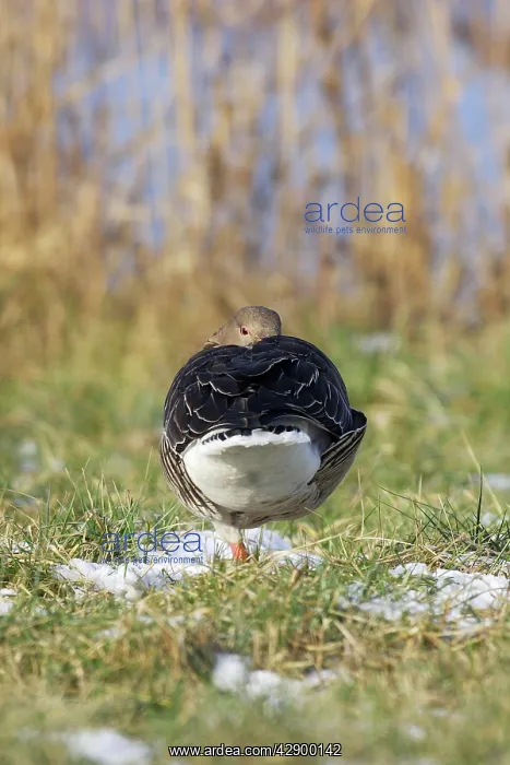 : Greylag Goose - backview balancing on one leg : Greylag Goose - backview balancing on one leg