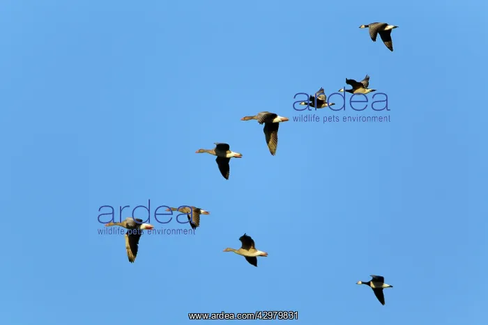 : Greylag Goose and Barnacle Goose - (Branta leucopsis) : Greylag Goose and Barnacle Goose - (Branta leucopsis)