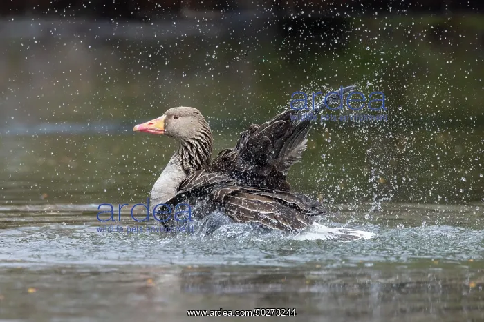 : Greylag Goose bathing : Greylag Goose bathing