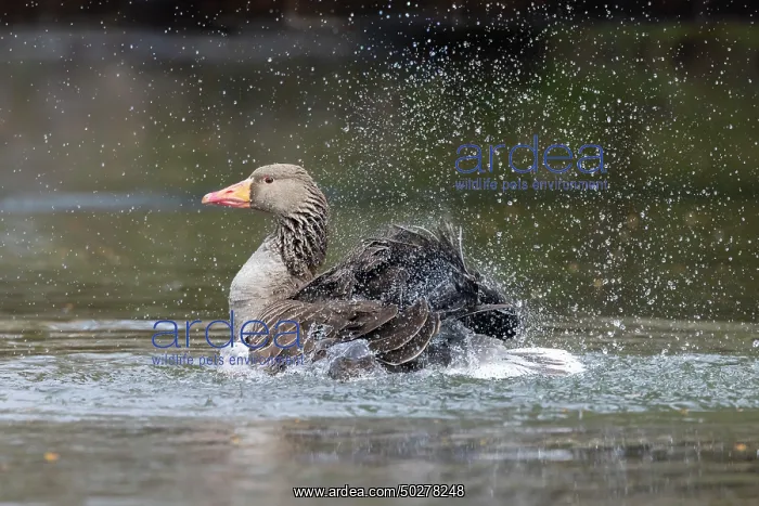 : Greylag Goose bathing : Greylag Goose bathing