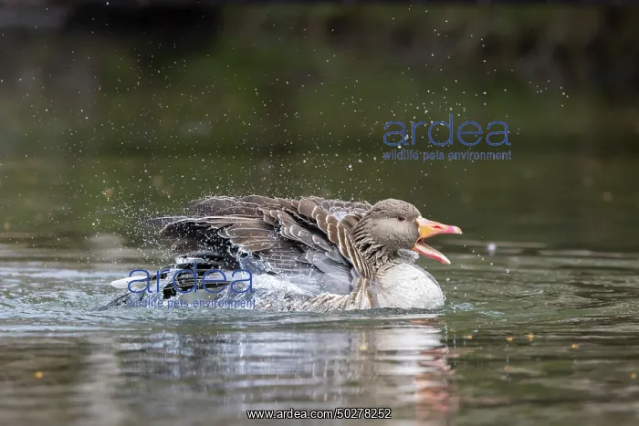 : Greylag Goose bathing : Greylag Goose bathing