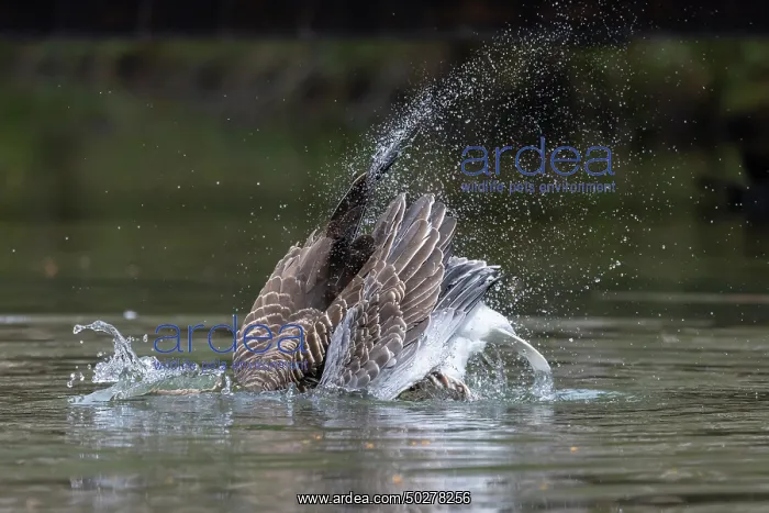 : Greylag Goose bathing : Greylag Goose bathing