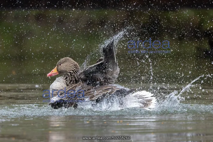 : Greylag Goose bathing : Greylag Goose bathing