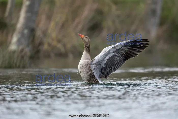  : Greylag Goose - Bathing - UK