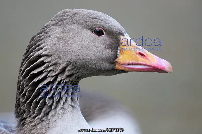 : Greylag Goose - close-up of head : Greylag Goose - close-up of head