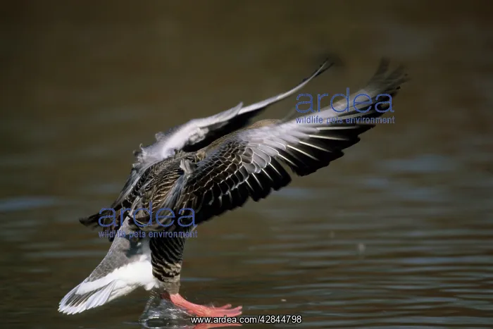 : Greylag Goose - Coming in to Land : Greylag Goose - Coming in to Land