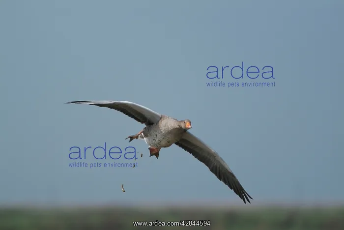 : Greylag Goose - defecating in flight : Greylag Goose - defecating in flight