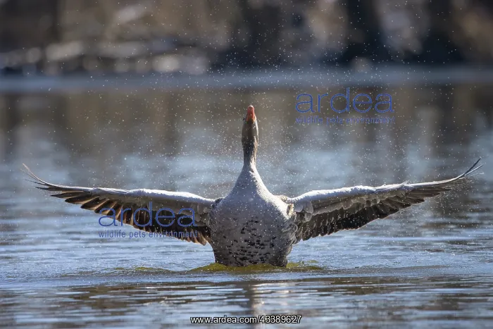 : Greylag Goose flapping : Greylag Goose flapping