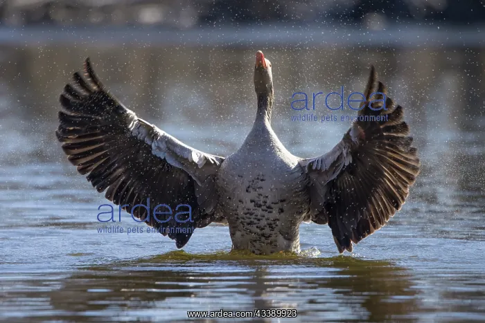 : Greylag Goose flapping : Greylag Goose flapping