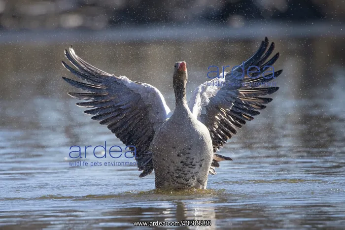 : Greylag Goose flapping : Greylag Goose flapping