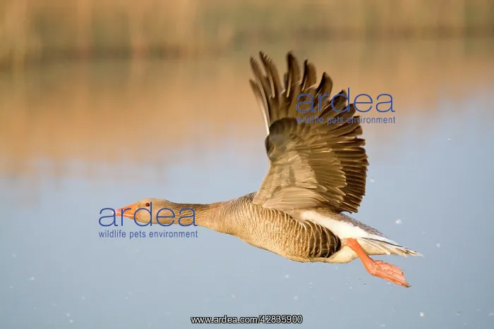 : Greylag Goose - in flight : Greylag Goose - in flight