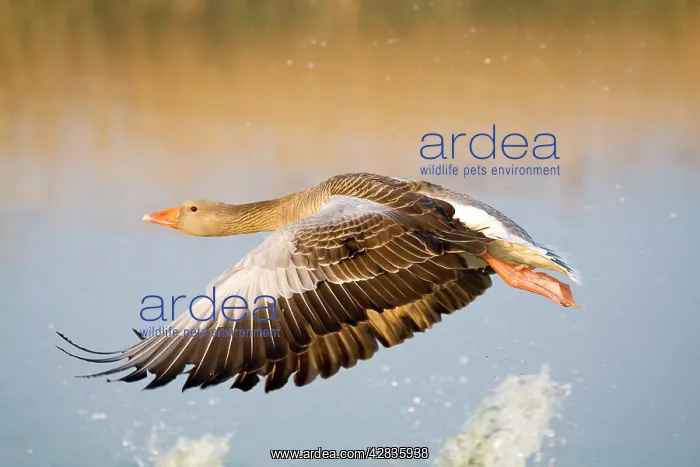 : Greylag Goose - in flight : Greylag Goose - in flight
