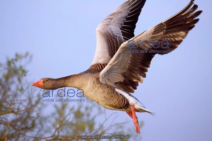 : Greylag Goose - in flight : Greylag Goose - in flight