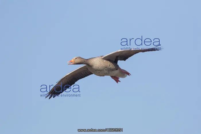 : Greylag Goose flight : Greylag Goose flight