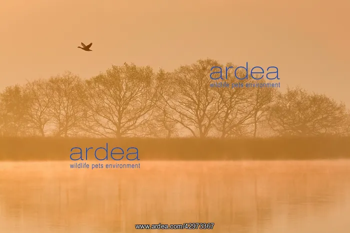 : Greylag Goose - in flight over Hickling Broad at sunrise : Greylag Goose - in flight over Hickling Broad at sunrise