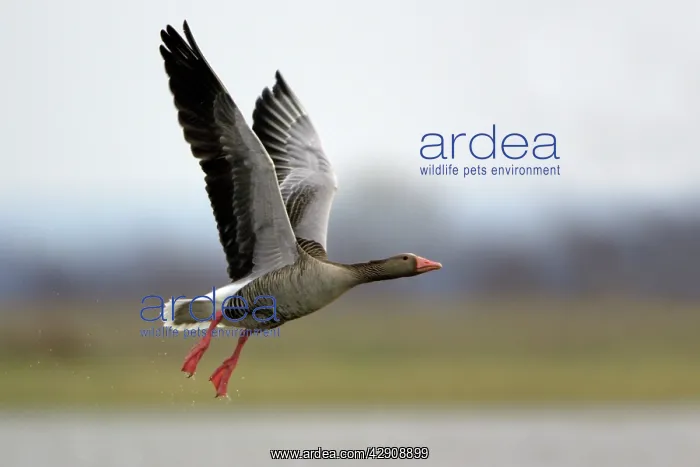 : Greylag Goose - in flight over marshland : Greylag Goose - in flight over marshland