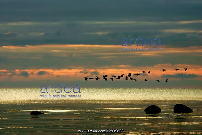 : Greylag Goose - in flight - migration : Greylag Goose - in flight - migration