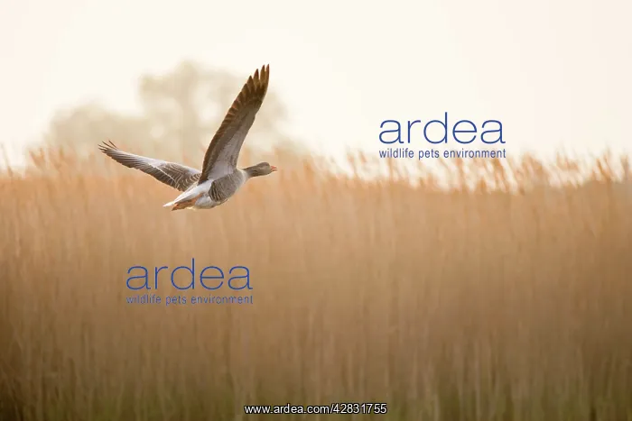 : Greylag Goose - In flight over reedbed : Greylag Goose - In flight over reedbed