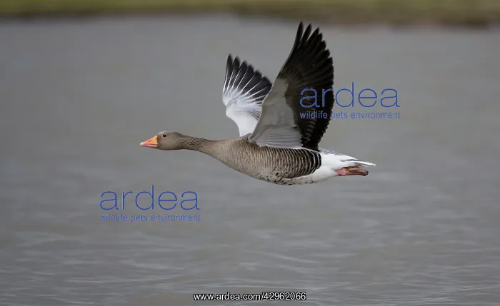 : Greylag Goose - in flight over water : Greylag Goose - in flight over water