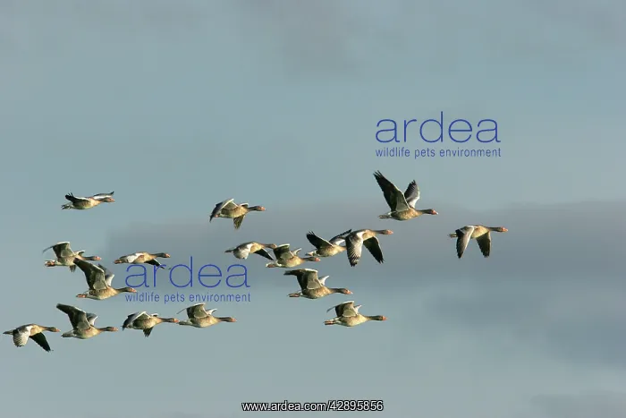 : Greylag Goose - if flight in winter : Greylag Goose - if flight in winter