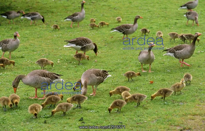 : Greylag GOOSE - flock of adults with goslings feeding : Greylag GOOSE - flock of adults with goslings feeding