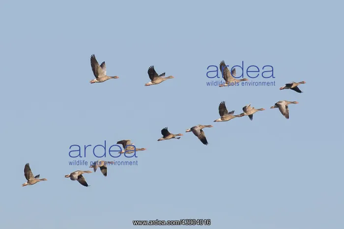 : Greylag Goose - flock in flight - Germany : Greylag Goose - flock in flight - Germany