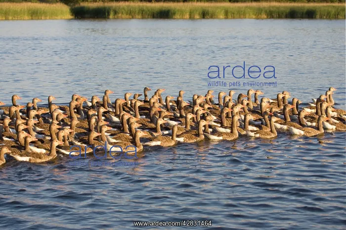 : Greylag Goose - Flock of juveniles : Greylag Goose - Flock of juveniles