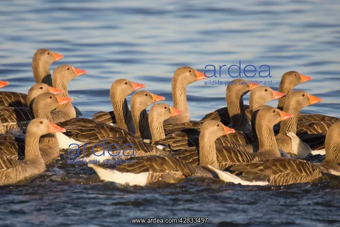  : Greylag Goose - Flock of juveniles