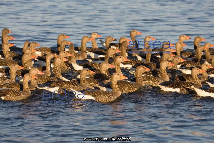  : Greylag Goose - Flock of juveniles