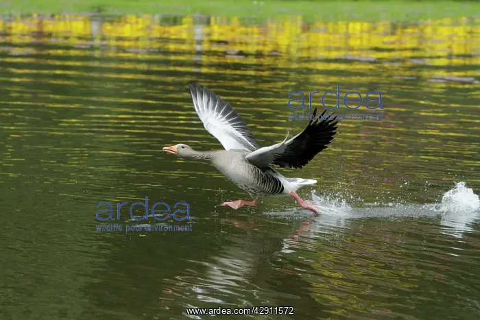 : Greylag Goose - gander chasing off arrival : Greylag Goose - gander chasing off arrival